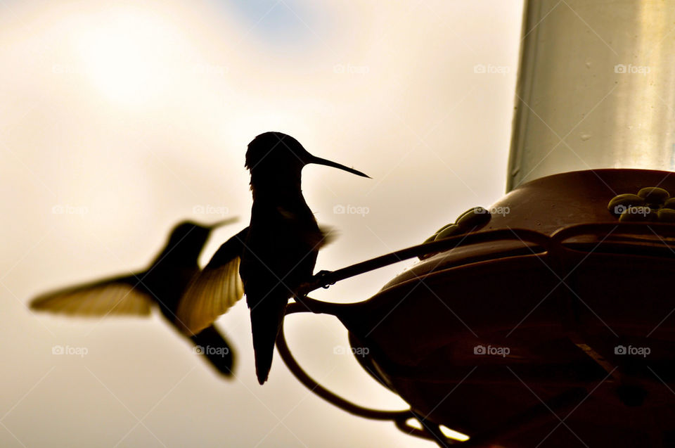 animal flying bird flight by refocusphoto