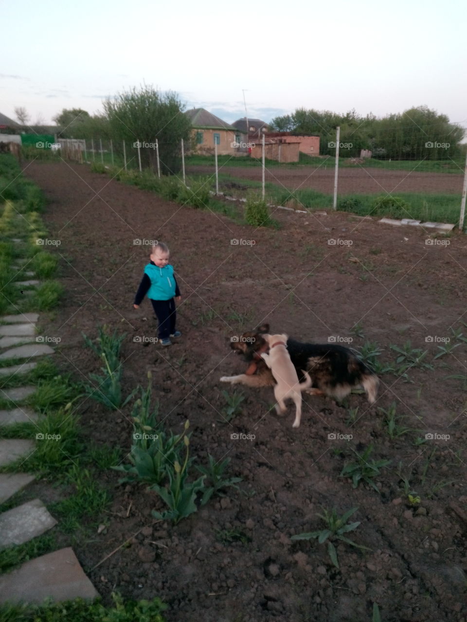 dogs and boy playing