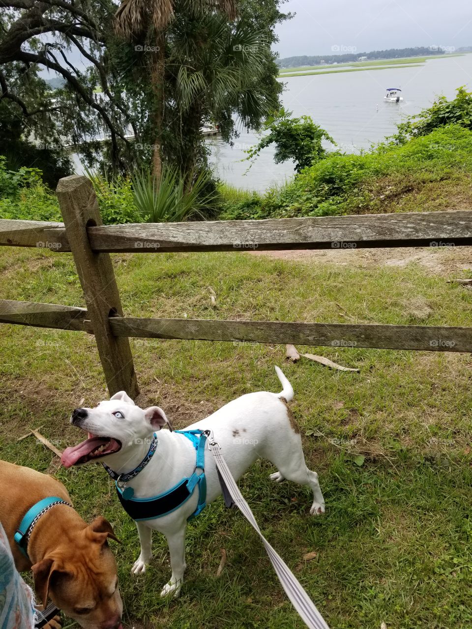 puppy playtime overlooking the may river