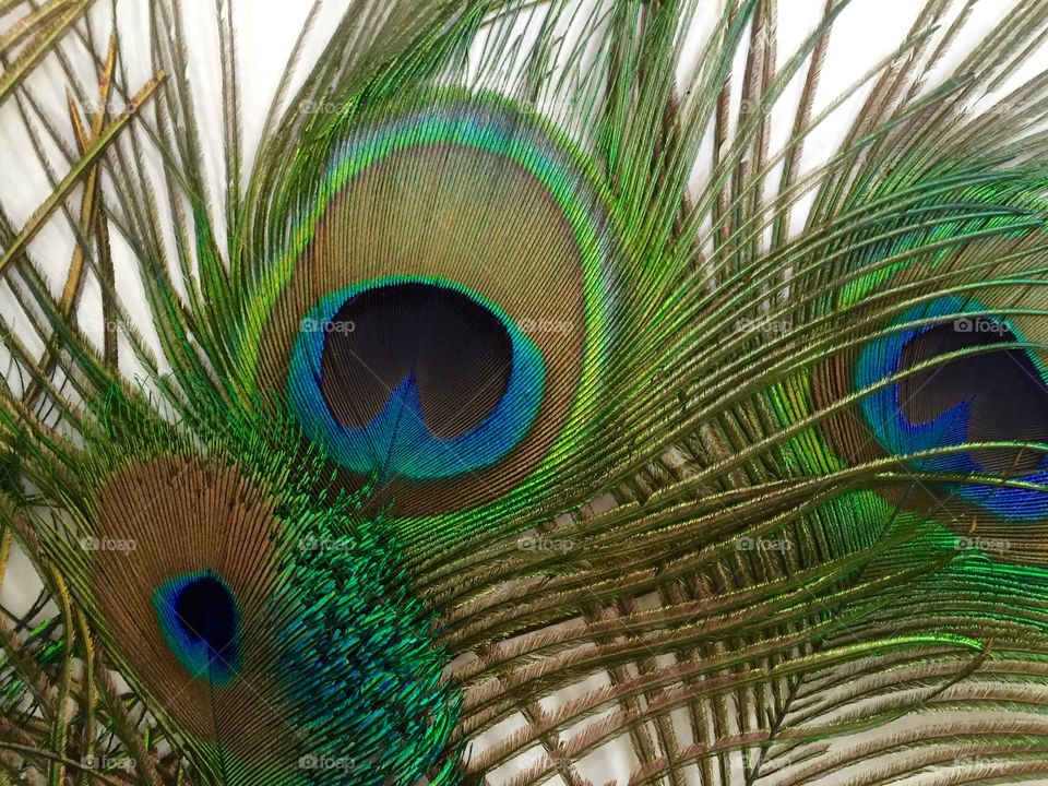 Full frame of peacock feathers