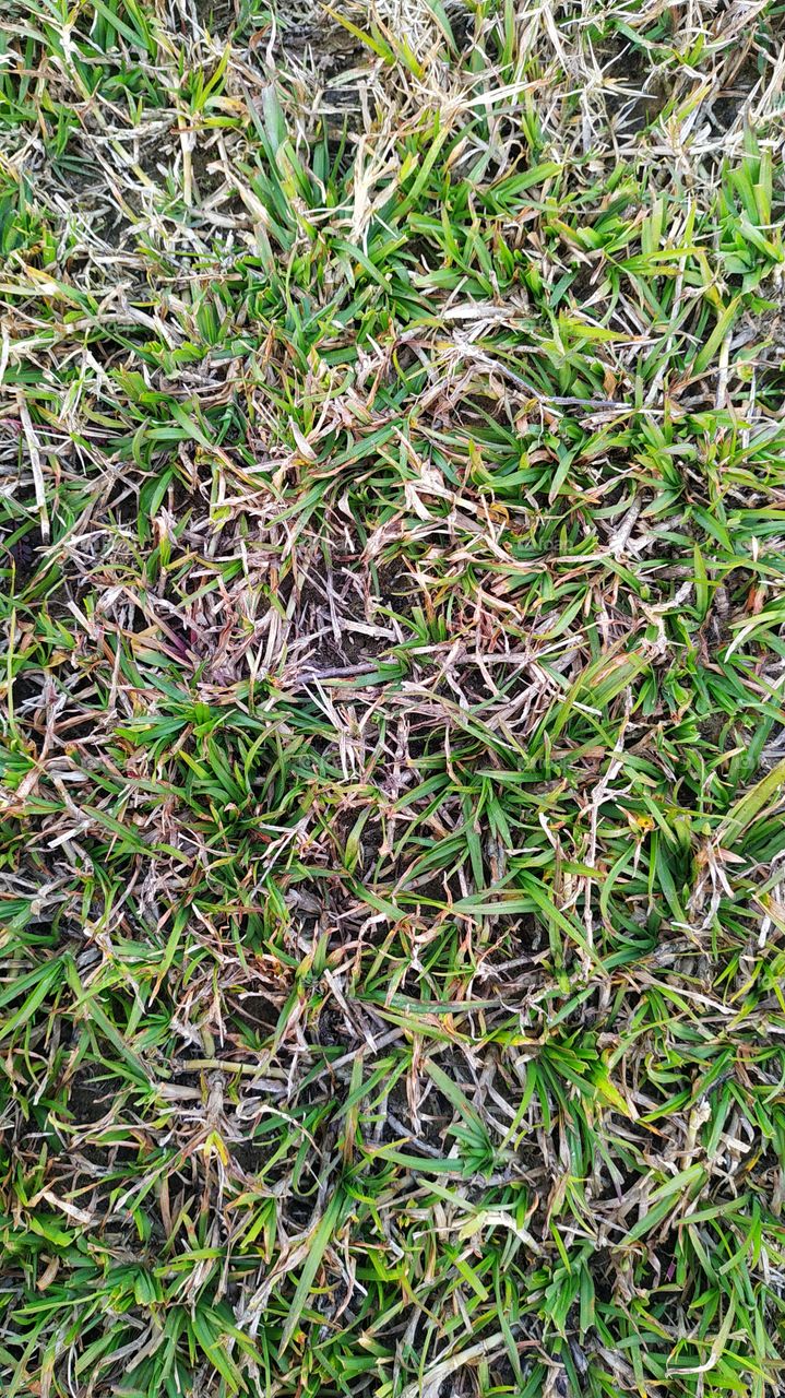 Full frame shot of grass