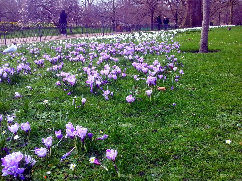 Field of lavender striped crocuses in St. James's Park, London