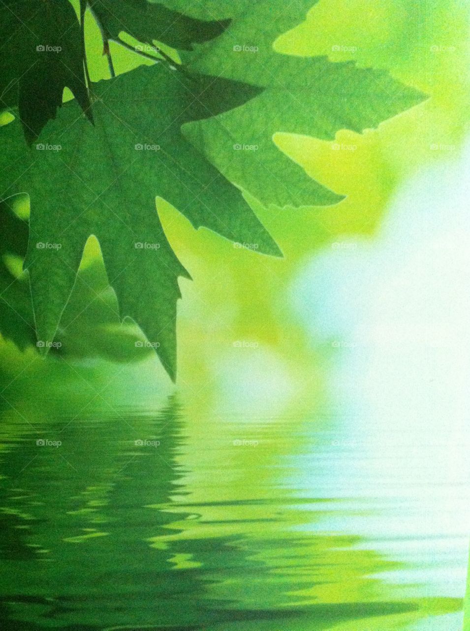 Green leaf above water. A green leaf resting above a body of water.