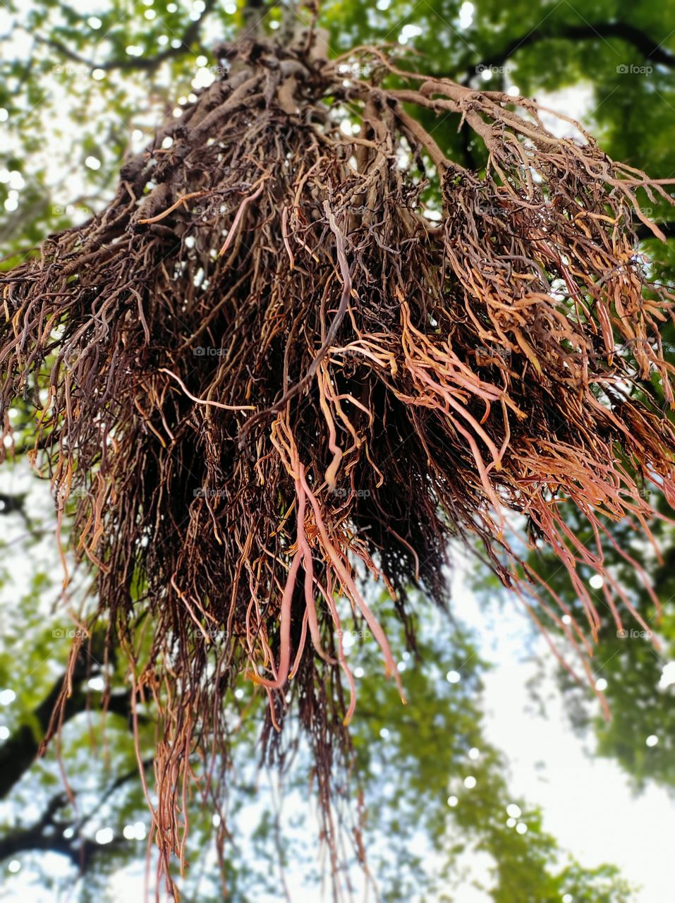 roots float in sky