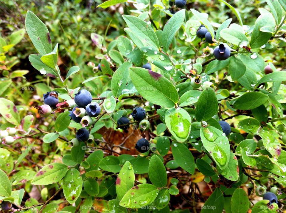 dew berries huckleberry huckleberries by serenitykennedy