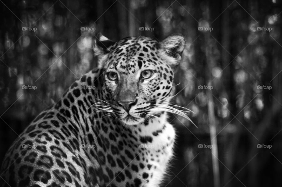 Leopard B&W