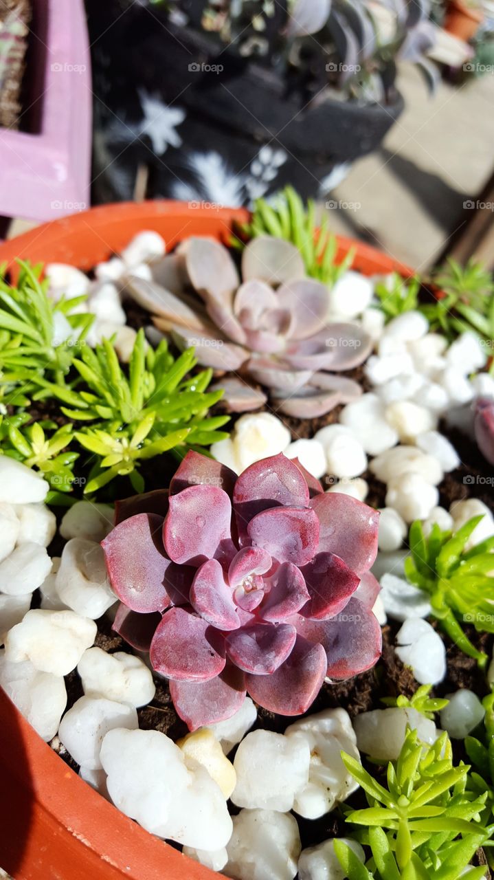 Echeverias in the sun