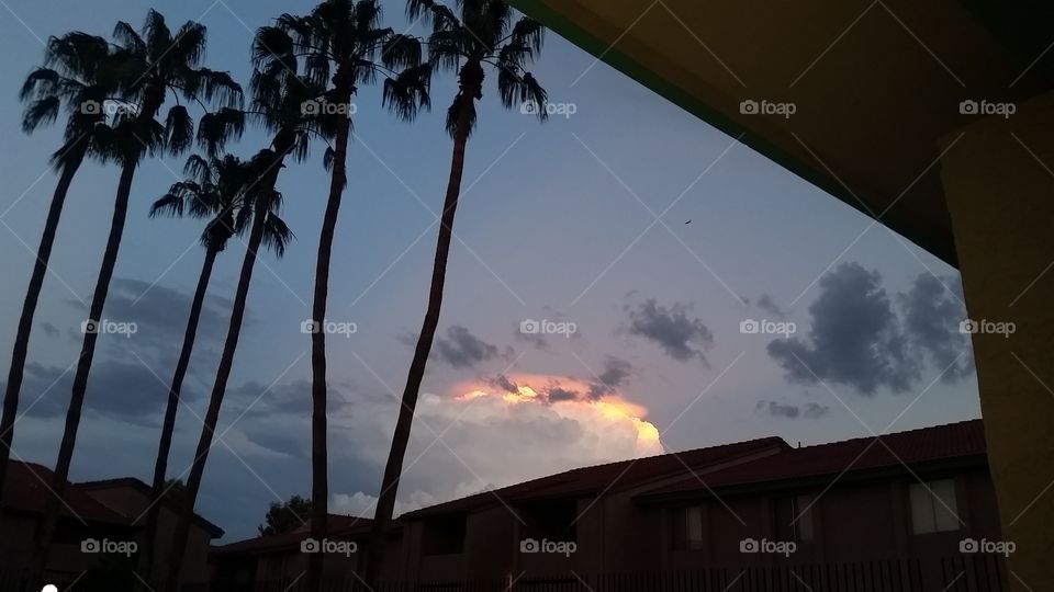 palm trees and sky