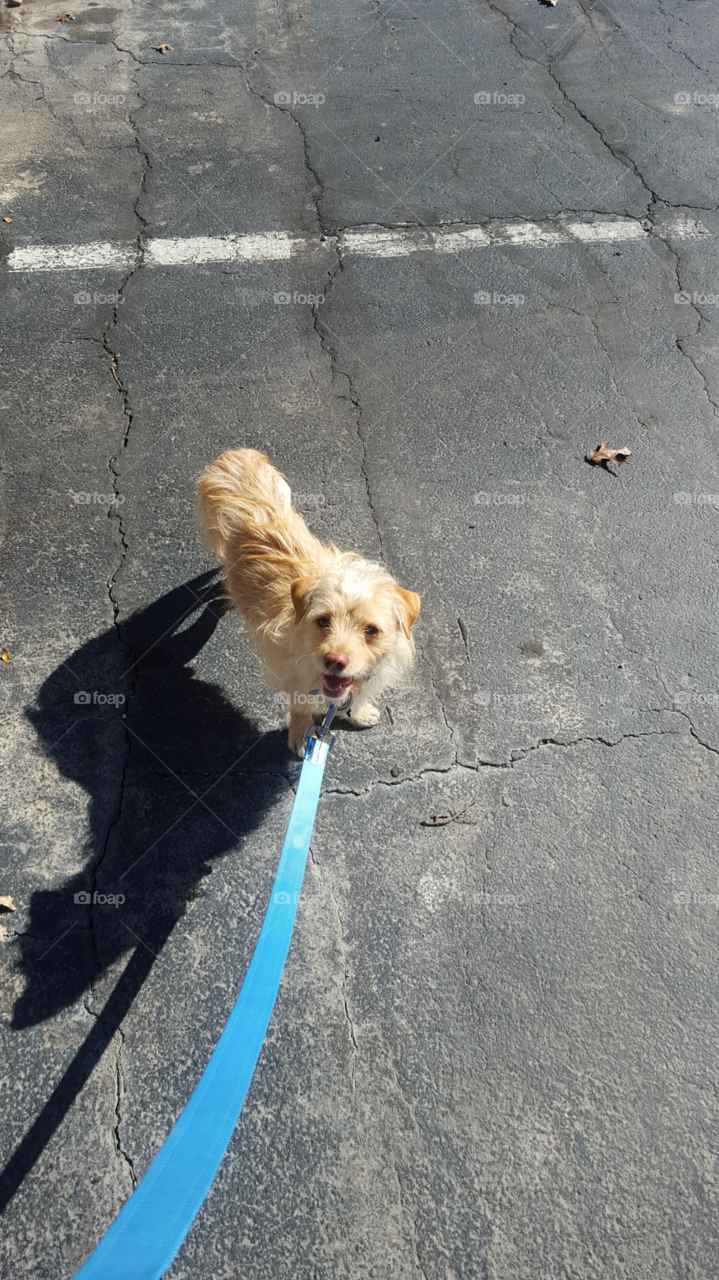 High angle portrait of puppy on street