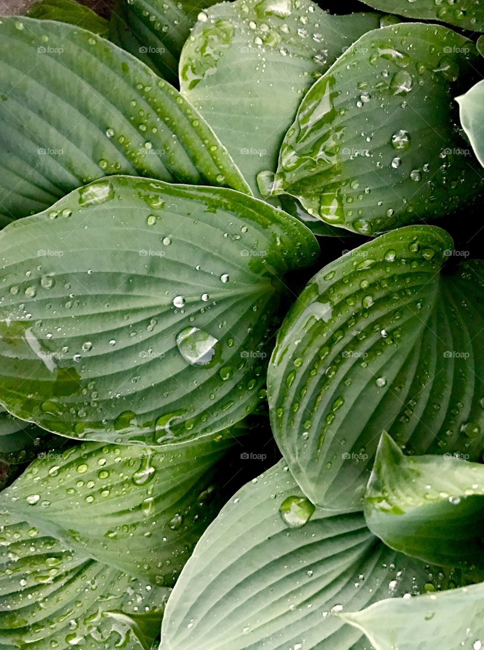 Raindrops on green leaves 