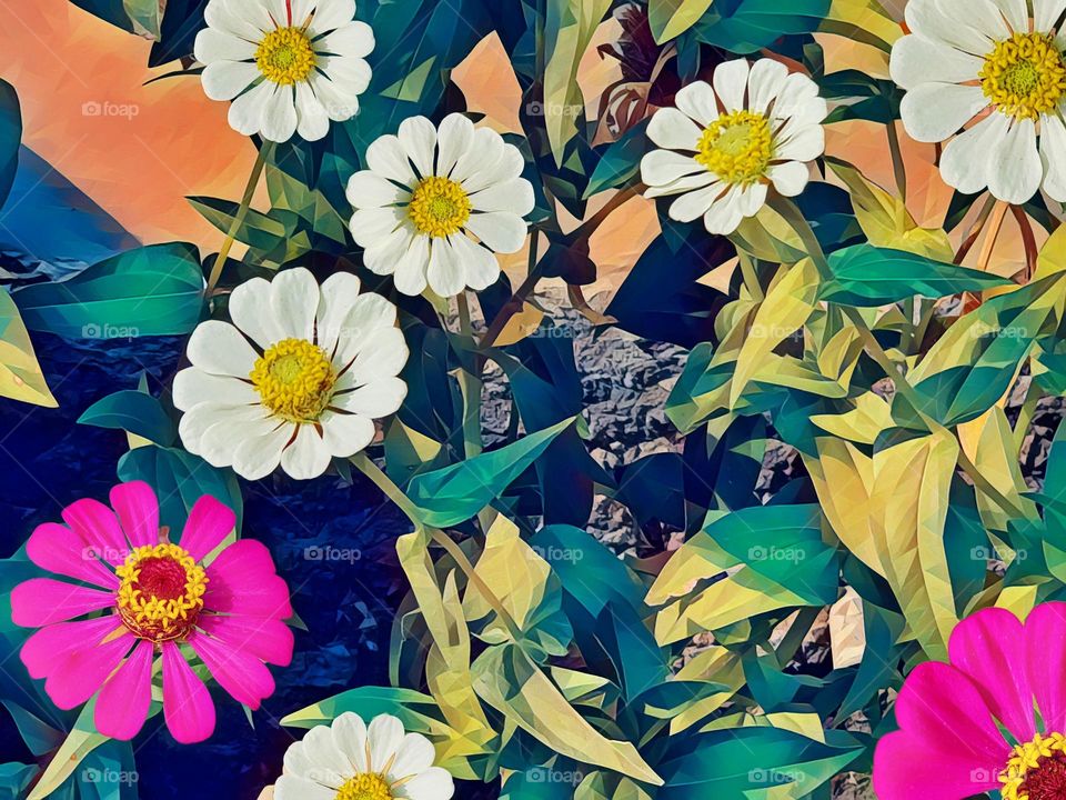 Home garden ornamental plants, white and pink - purple zinnia flowers, beautiful zinnia flowers can beautify house yard and garden yard, zinnia flowers are usually planted in city parks, road medians, and pot on sidewalks