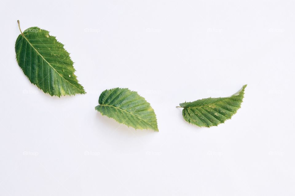Overhead photo of green leaves on white background