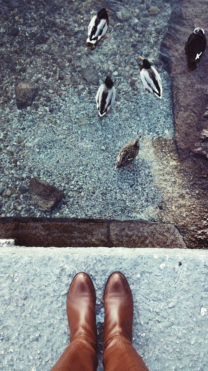 Ducks in Garda Lake