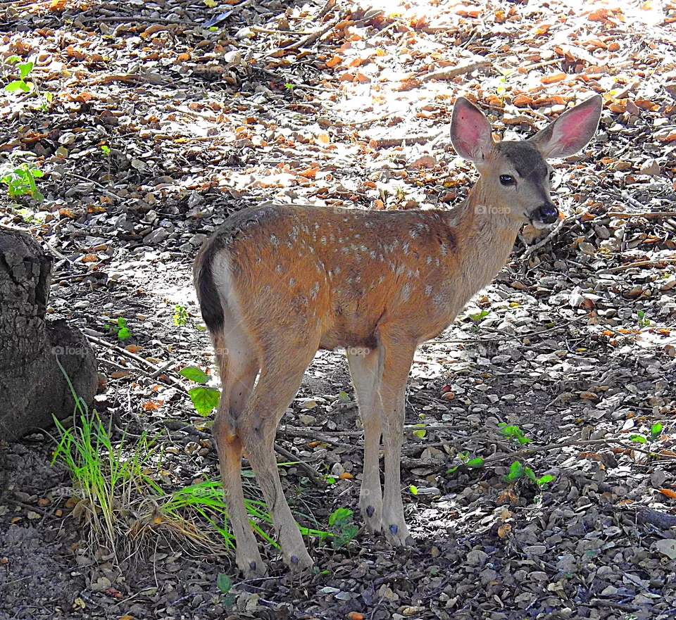 Deer