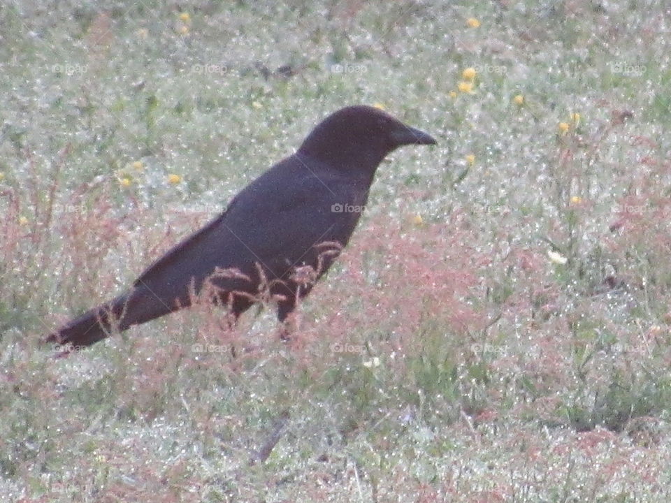 Crow