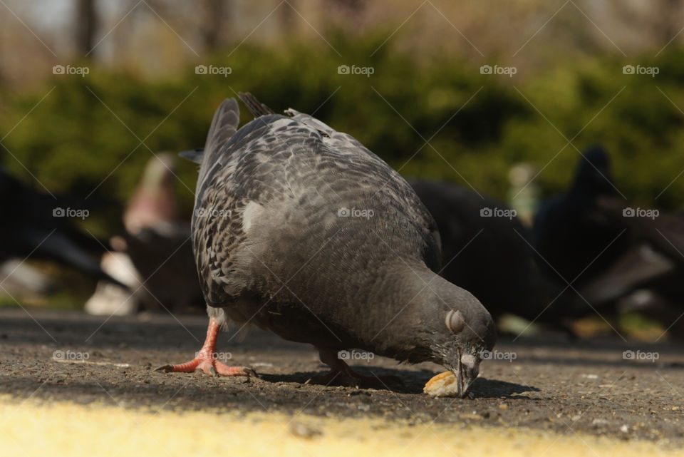 Pidgeon