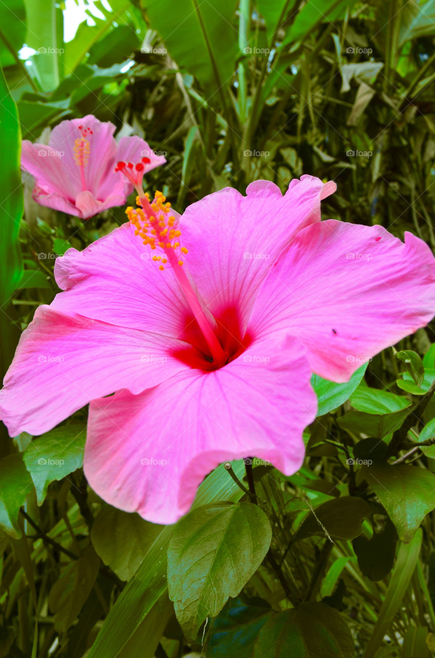 pink flower plant hibiscus by mauipose