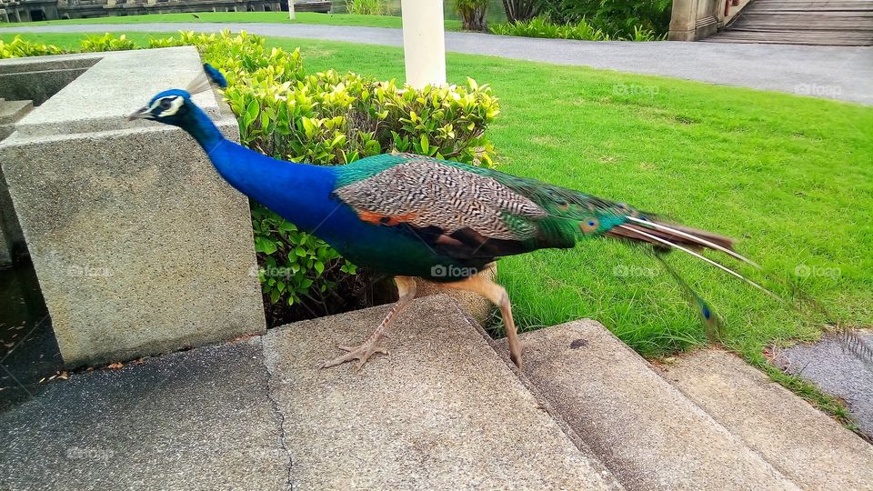Walking peacock in public park.