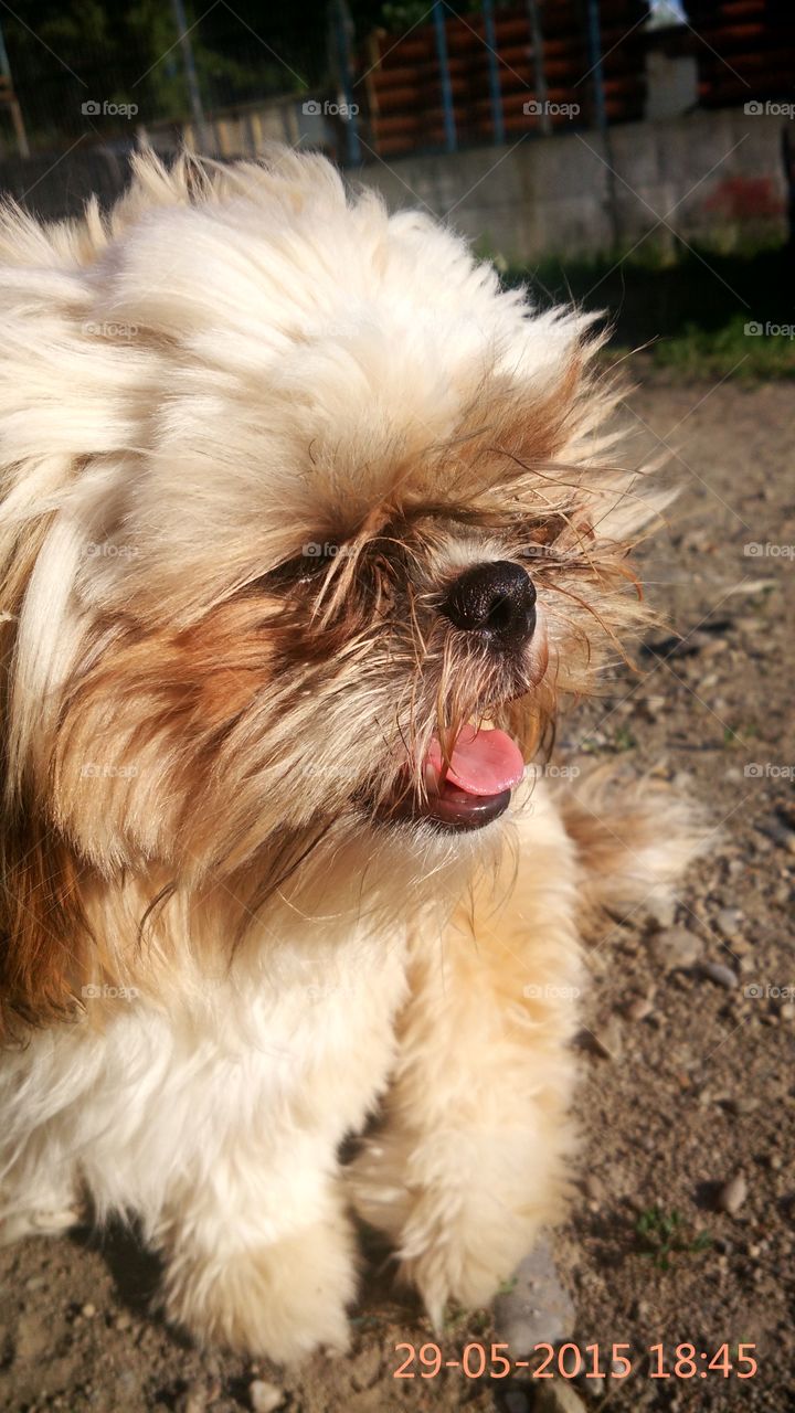 Beautiful doggy. My best friend