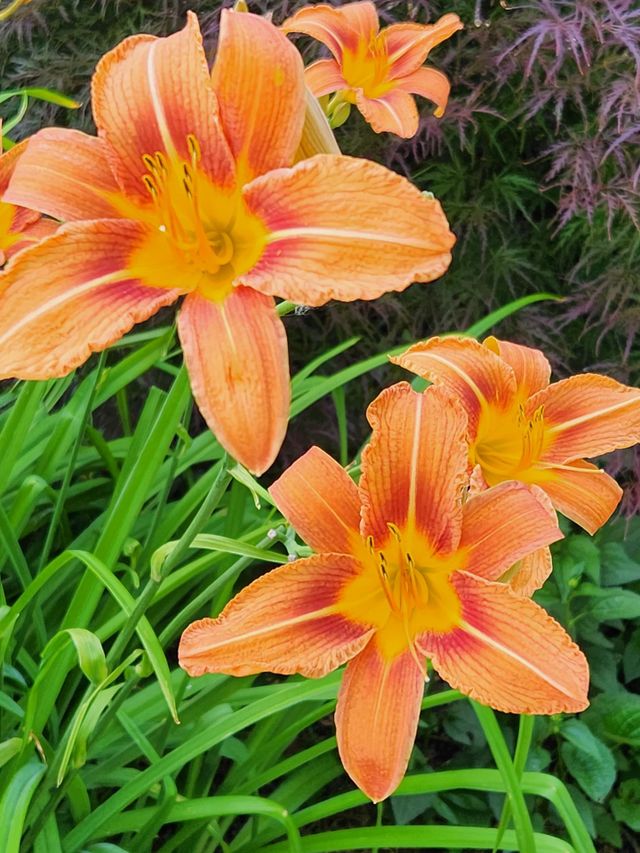 close up of bright bold orange Day Lily flower blossoms and green grass in Oregon