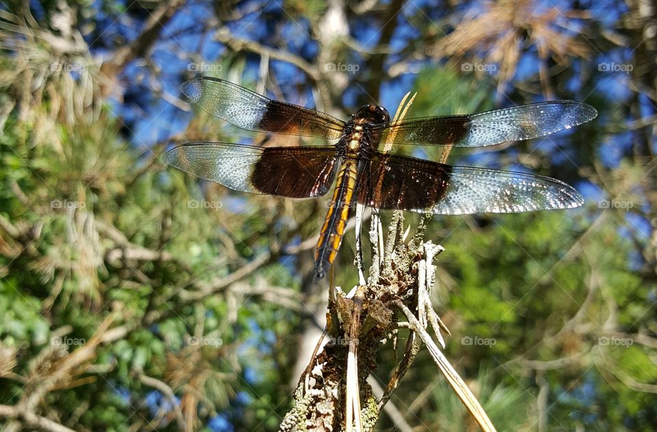 dragonfly