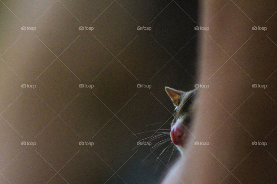 Point of view. A tiny 9 year-old Sugar Glider peaks out at the crowd from the safe shelter of the crook of his handlers hand and arm. His eyes are wide and his delicate whiskers stand out against the shadows. 