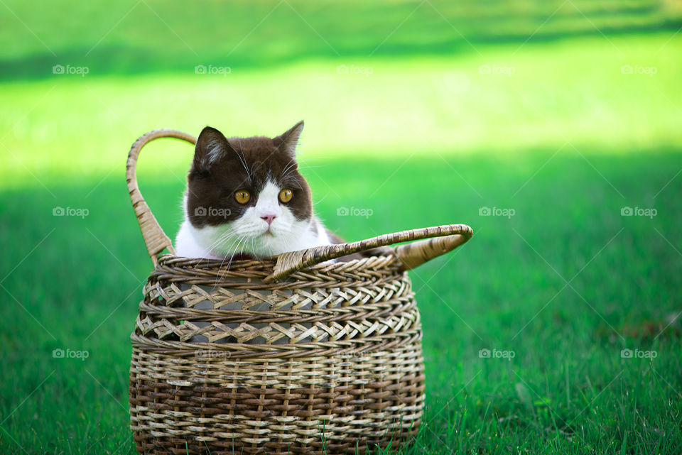 Cute british shorthair cat in basket