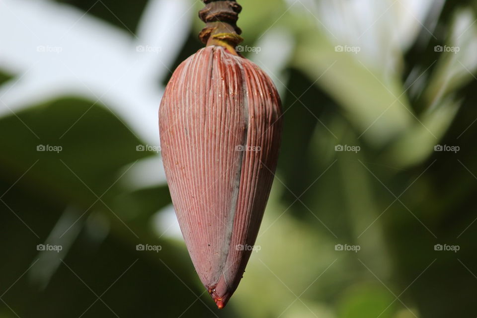 banana bud