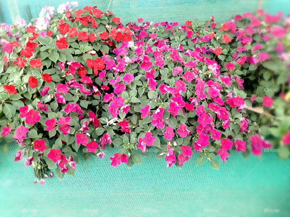 Red and pink colour season flower with green leaf.