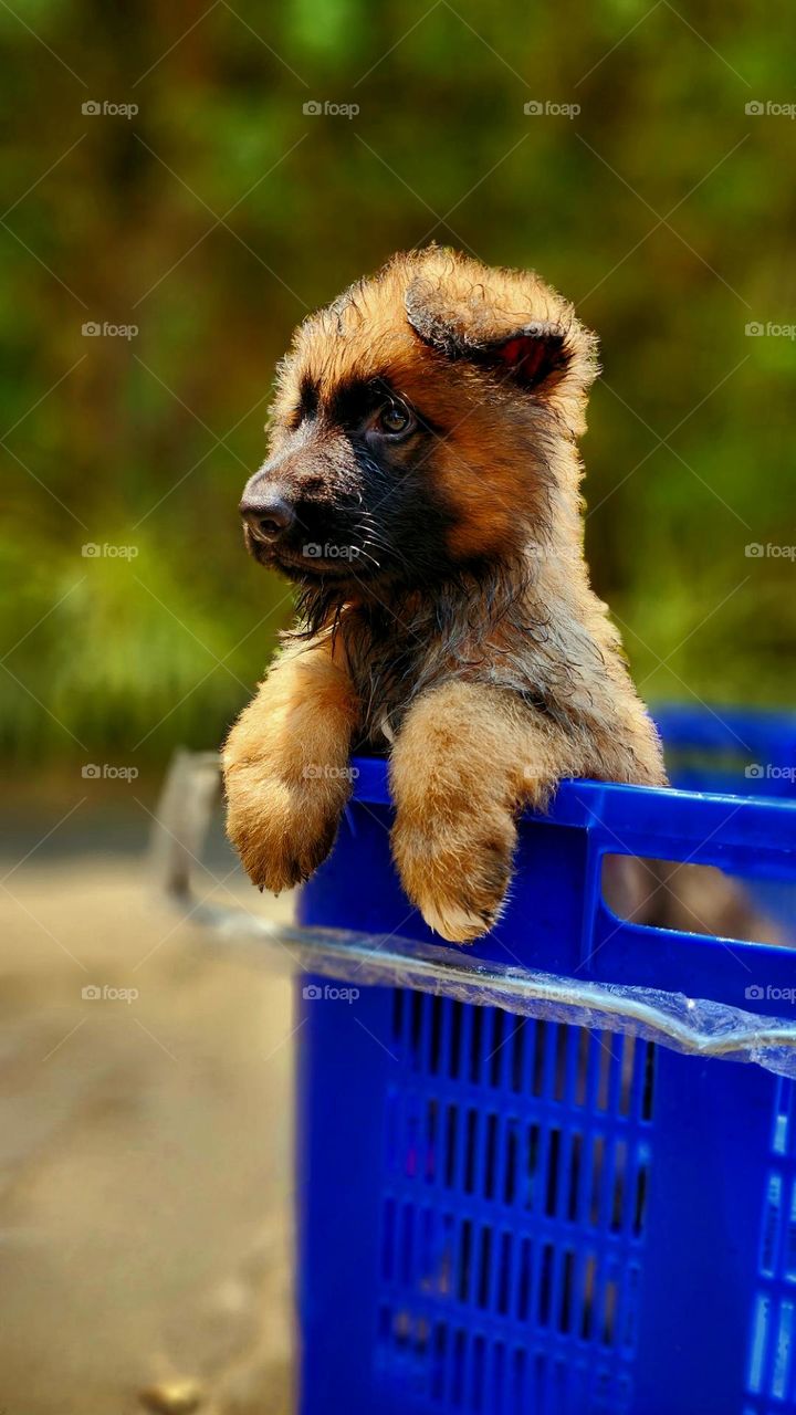adorable german shepherd puppy