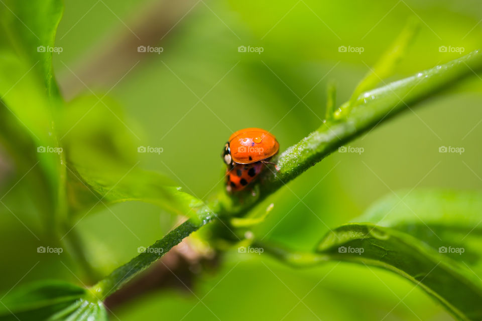Marienkäfer, asiatischer Käfer, Paarung , grüner Hintergrund, Tiere, Insekten