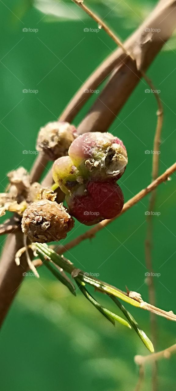 no words for it complementary colours