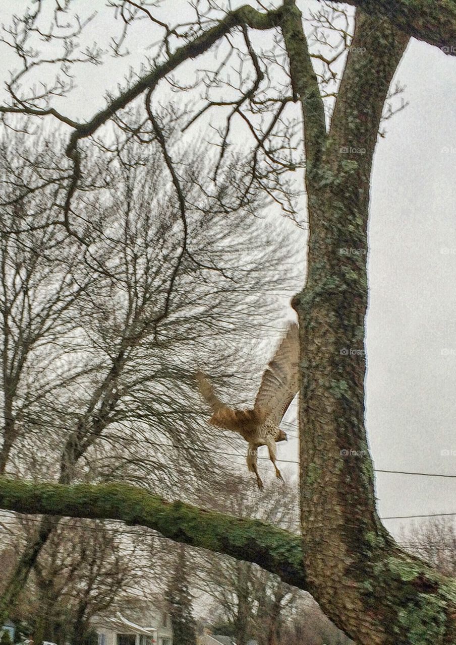 Red Tailed Hawk