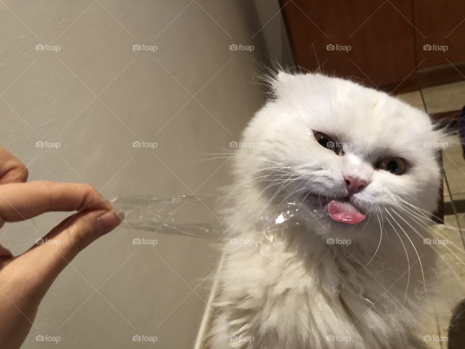 Funny cat licking scotch tape