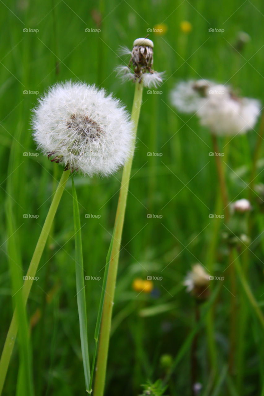 Pusteblume