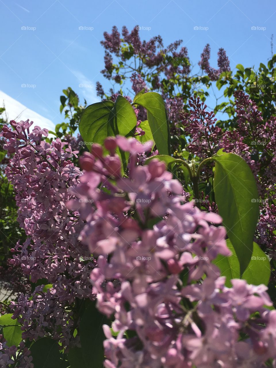 Blooming tree 