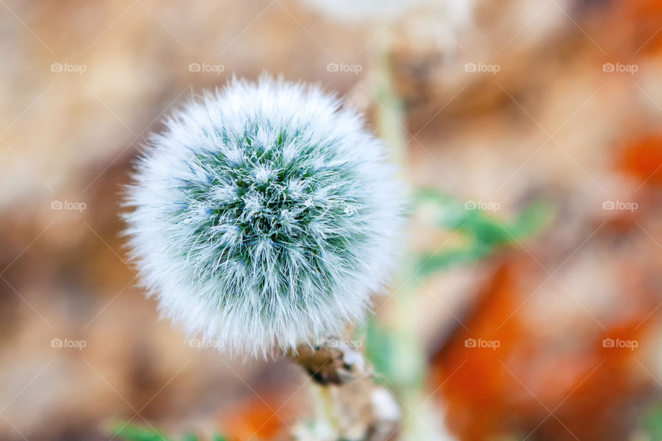 Close view of the dry dandelion flower with blurred background