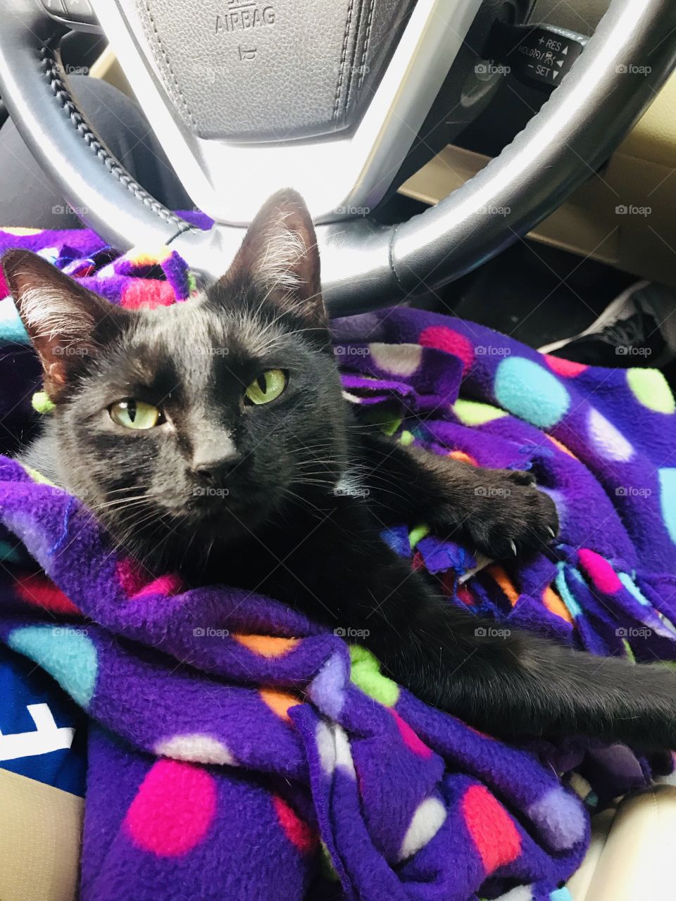 This is definitely one of our secret little rituals...my little black cat riding on my lap for an enjoyable car ride! 