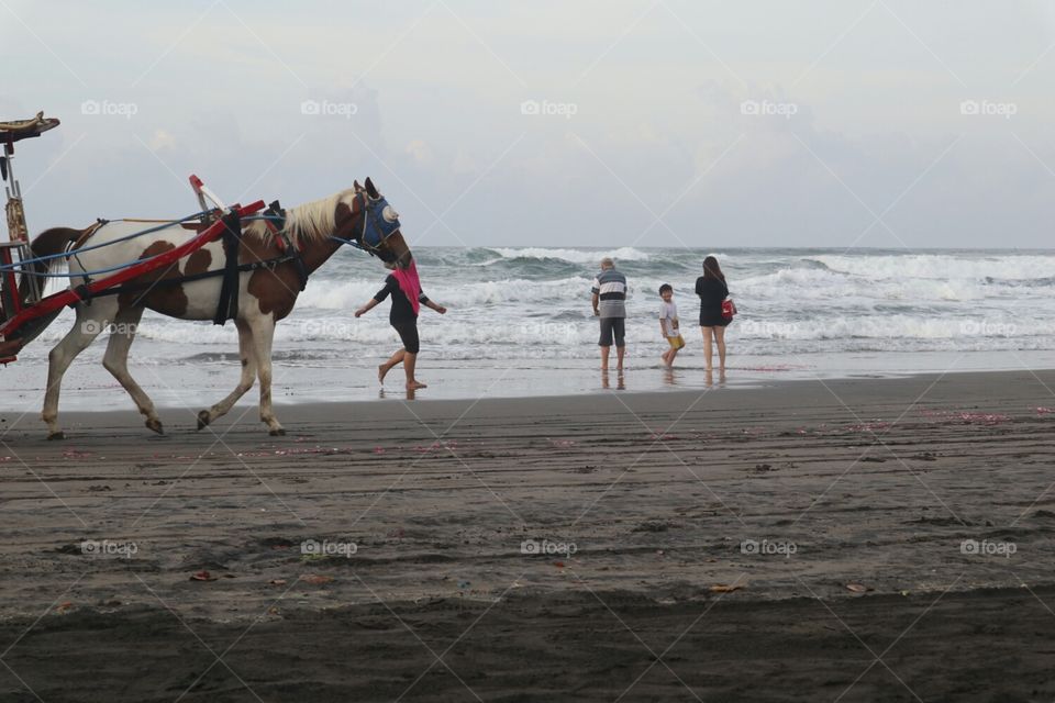 Kuda di pinggir pantai
