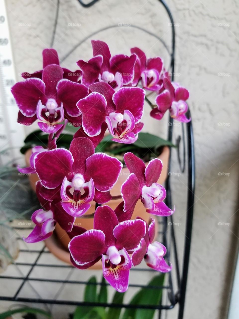 Orchid flower