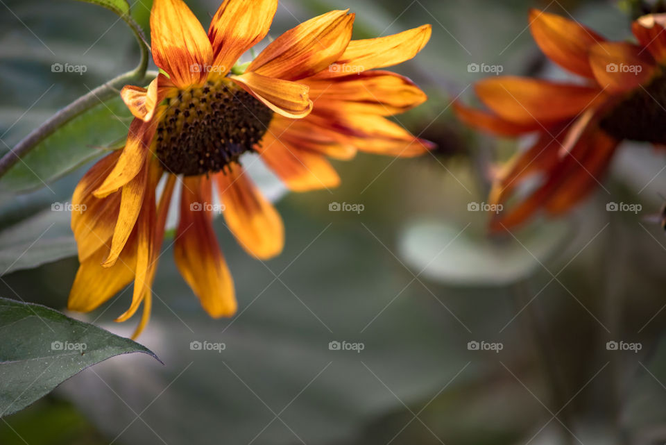 sunflowers bees and bumblebees