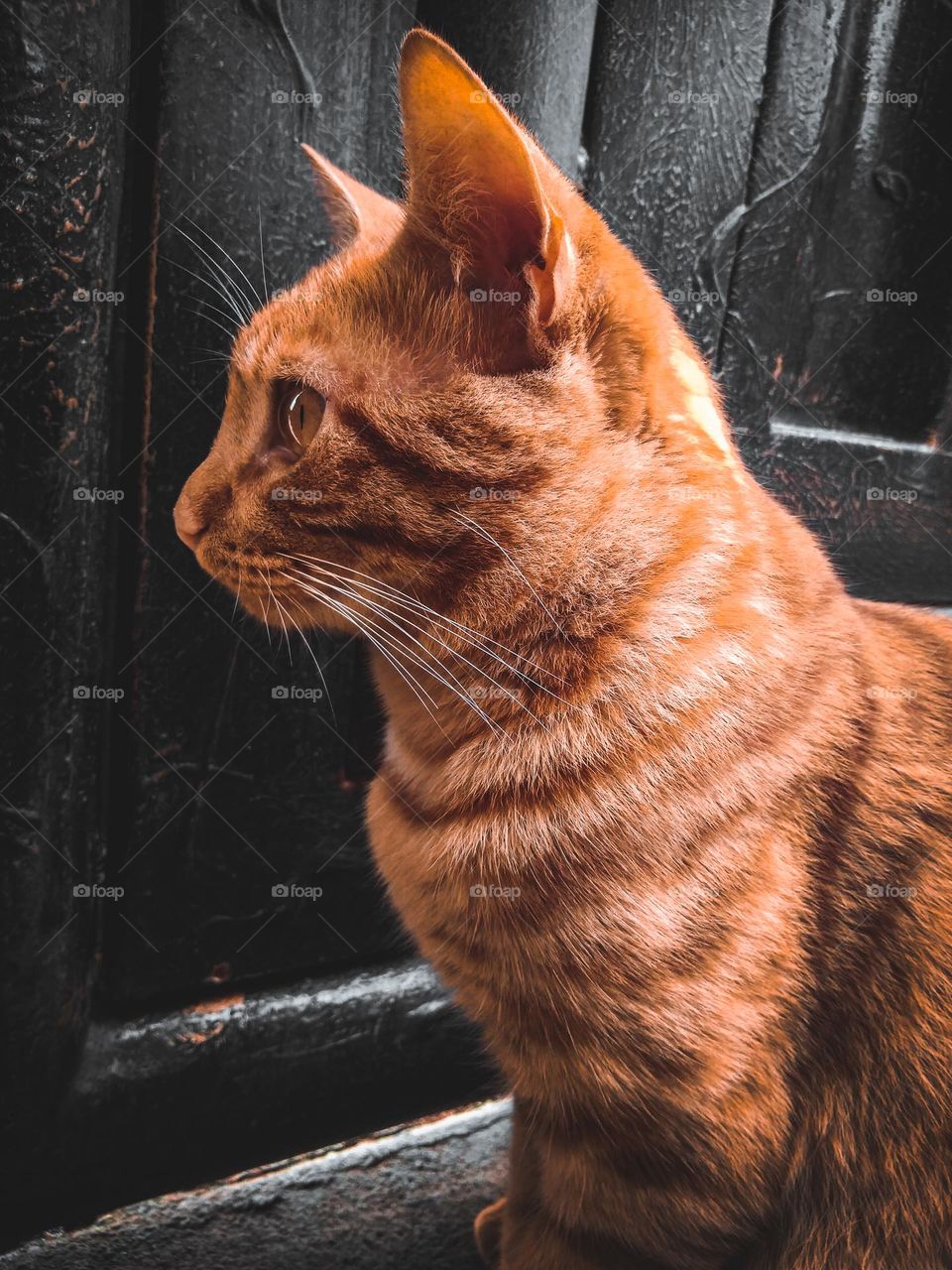 Profile portrait of a ginger cat