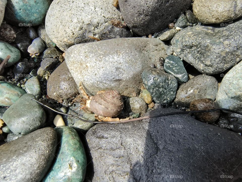 Hermit crab on a rock in the sea, closeup of photo