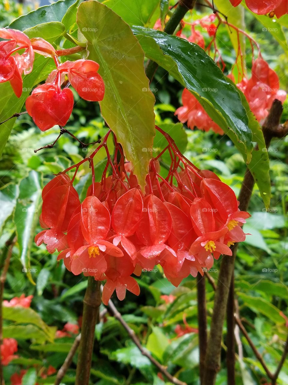 Exotic flowers