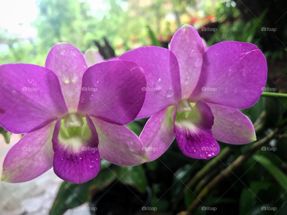 Orchids 