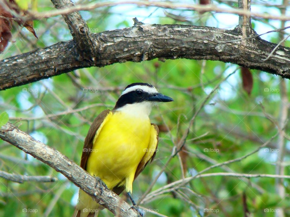 Costa Rican bird. One of the many birds of Costa Rica 