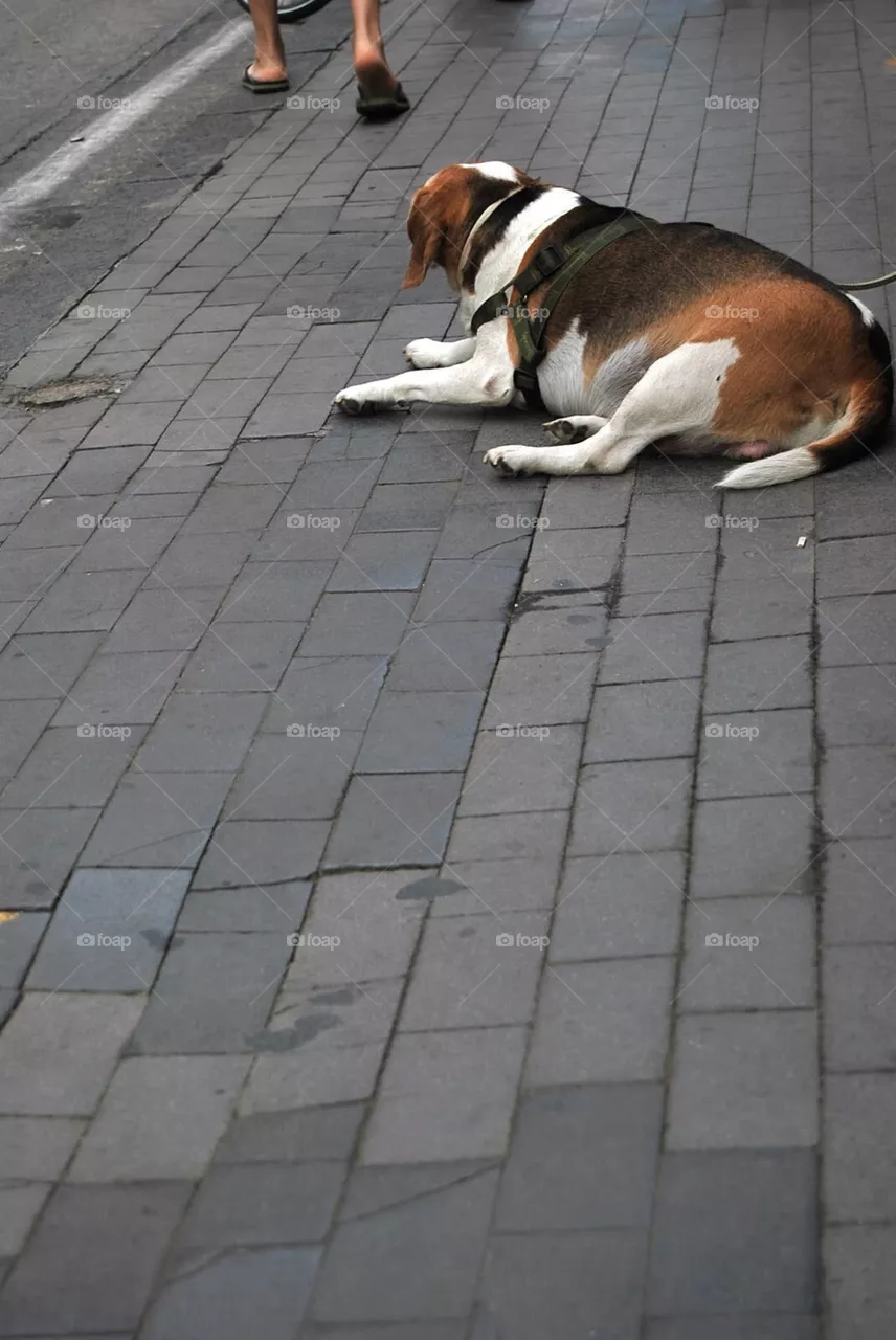 dog
