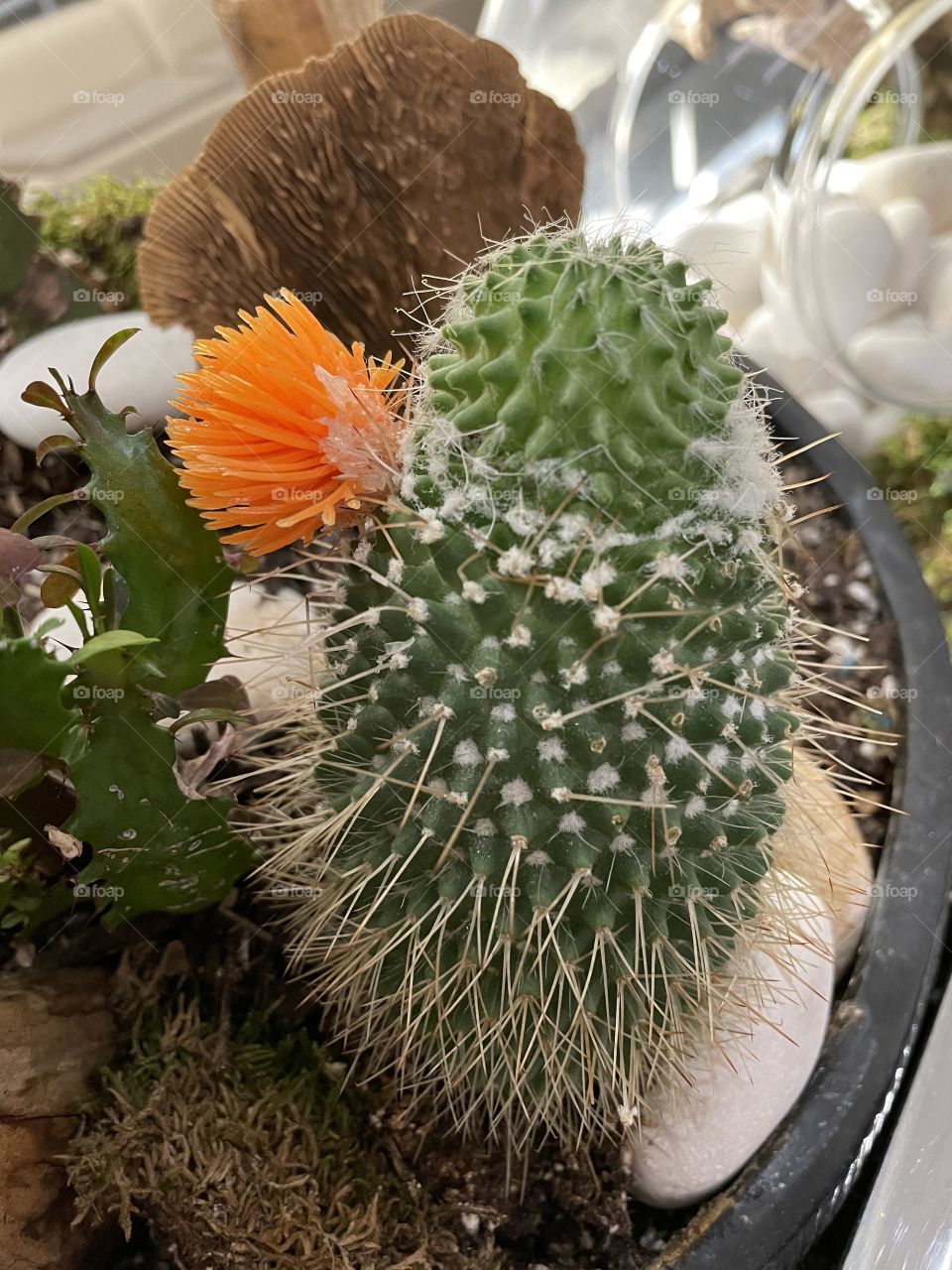 Cactus beauty 