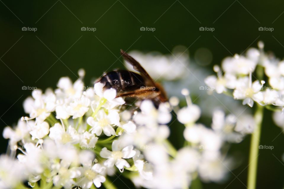 Bee on a flower