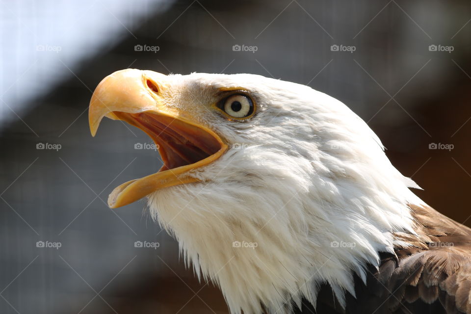 Eagel